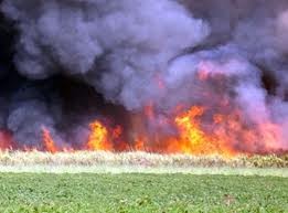 Thu lỗ do mía cháy, nhiều nông dân đang bỏ mía